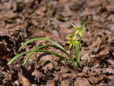 Vårlök - Gagea lutea - Yellow Star of Bethlehem