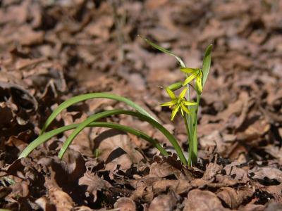 Vrlk - Gagea lutea - Yellow Star of Bethlehem