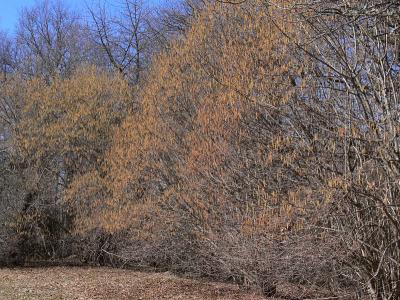 Hassel - Corylus avellana - Hazel