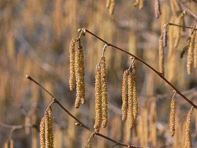 23 april -06: Hassel - Corylus avellana - Hazel