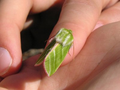 Mindre båtspinnare (Allmän båtspinnare) - Pseudoips prasinanus - Green silver-lines