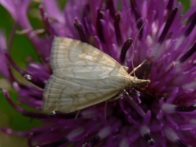 Blekgult ängsmott - Udea lutealis