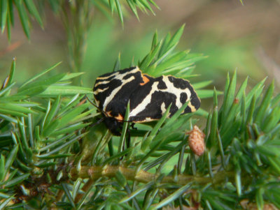 Mindre igelkottspinnare - Parasemia plantaginis - Wood Tiger