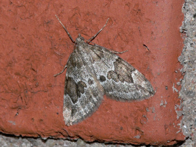 Enfltmtare - Thera juniperata - Juniper Carpet