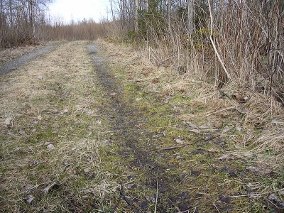 En kopparödla solar på vägen