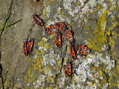 Eldlus - Pyrrhocoris apterus - Firebug