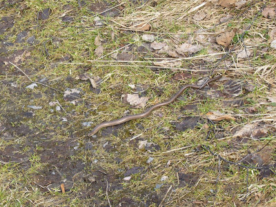 Kopparödla - Anguis fragilis - Slow-worm