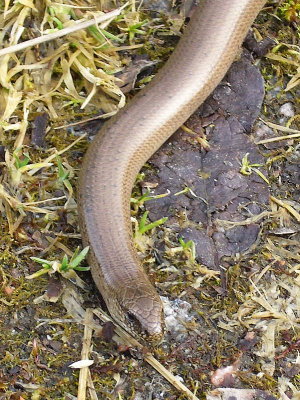 Koppardla - Anguis fragilis - Slow-worm