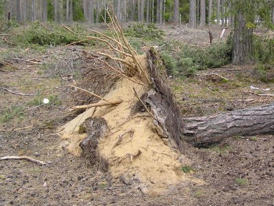 Vid ett vindflle strax utanfr reservatet syns den sandiga jorden