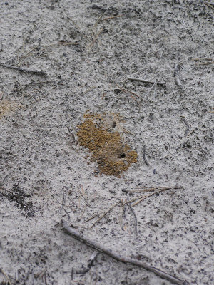 En insekt har grävt ett håll i den mjuka sanden