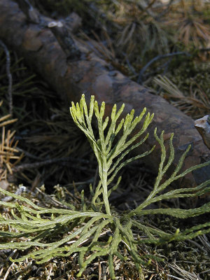 Cypresslummern är den andra rariteten i reservatet