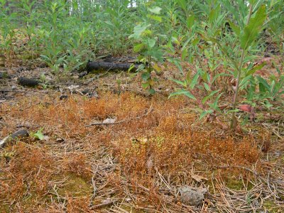 Funaria hygrometrica - Spmossa - Common Cord-moss