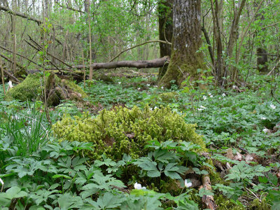 Rhytidiadelphus triquetrus - Kransmossa - Big Shaggy-moss