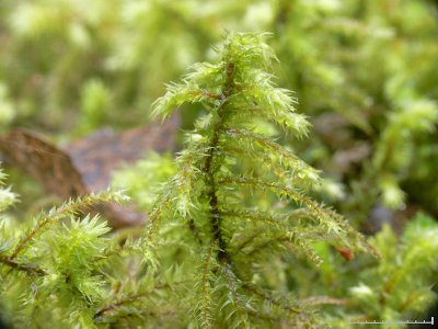 Rhytidiadelphus triquetrus - Kransmossa - Big Shaggy-moss