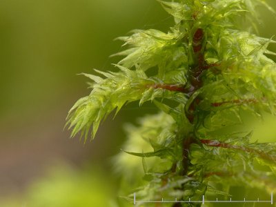 Rhytidiadelphus triquetrus - Kransmossa - Big Shaggy-moss