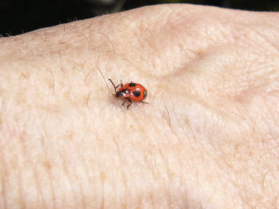 (Familjen svampbaggar) - Endomychus coccineus - Handsome Fungus Beetle or False Ladybird