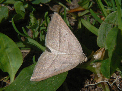 Årets fjärilar - Butterflies and moths 2008