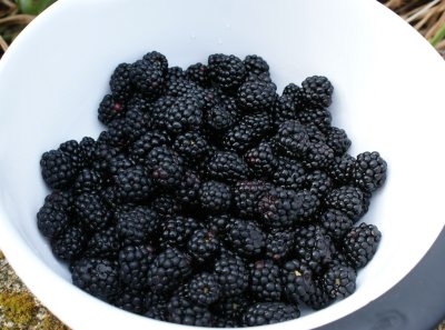 Blackberries   +