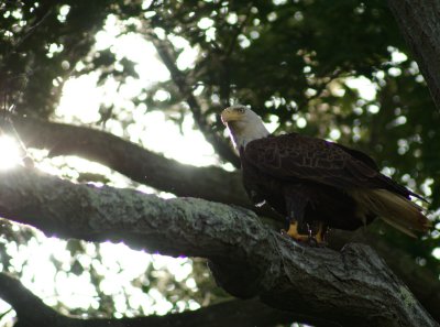 Bald Eagles [gallery]