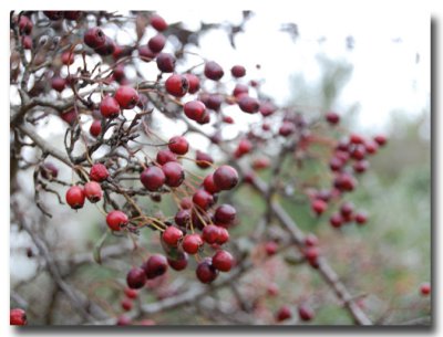 Hawthorn in Autumn