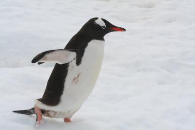 g3/65/639765/3/56121193.Gentoo.jpg