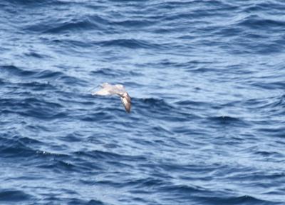 g3/65/639765/3/56132567.Fulmar.jpg