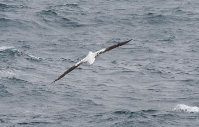 g3/65/639765/3/56132611.RoyalAlbatross.jpg