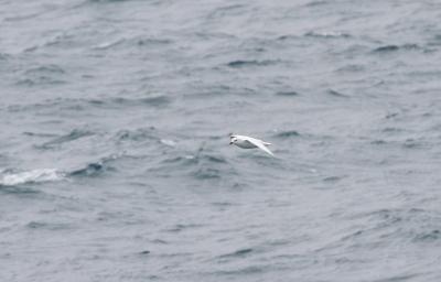g3/65/639765/3/56250543.SnowyPetrel.jpg