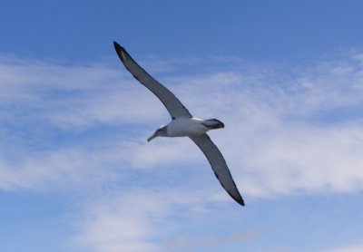 Salvin's Albatross