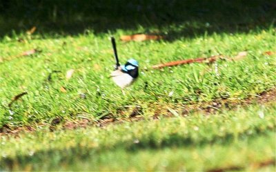 Superb Fairy-wren