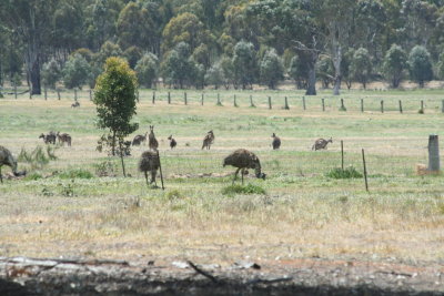 Emu & E. Grey Kangaroo