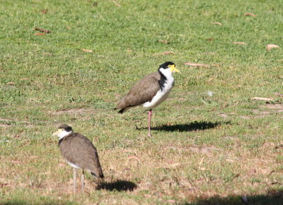 Masked Lapwing with young
