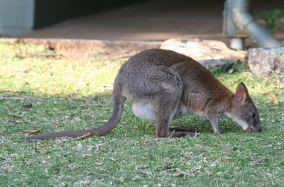 Red-necked Pademelon with joey