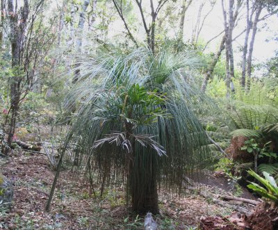 Northern Forest Grass Tree