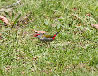 Red-browed Finch or Firetail