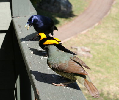 Three Bowerbirds: Male Satin, Male Regent, Female Satin