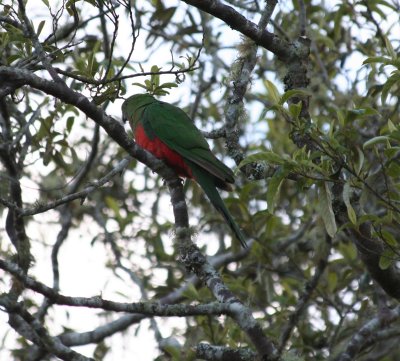 Australian King Parrot female