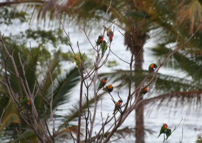 Rainbow Lorikeets from our window in Cairns