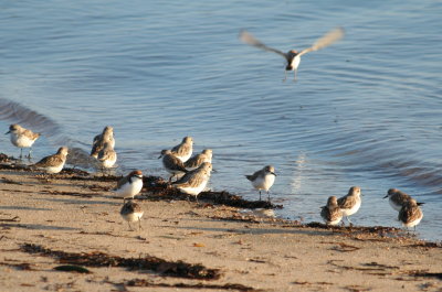 Red-capped Plovers and Red-necked Stints