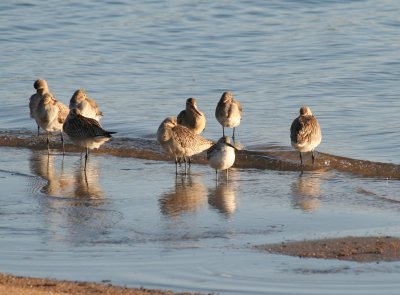 Curlew Sandpiper and Bar-tailed Godwits