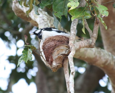 Magpie Lark at nest