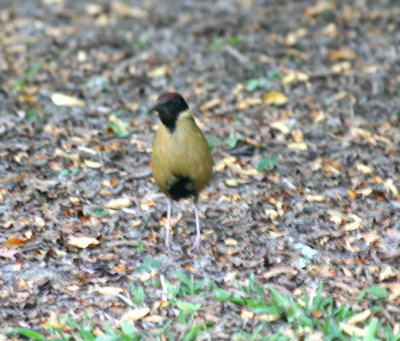Noisy Pitta, a forest bird