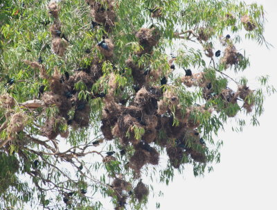 Metallic Starling nest colony