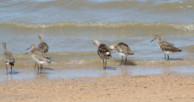 Black-tailed and Bar-tailed Godwits