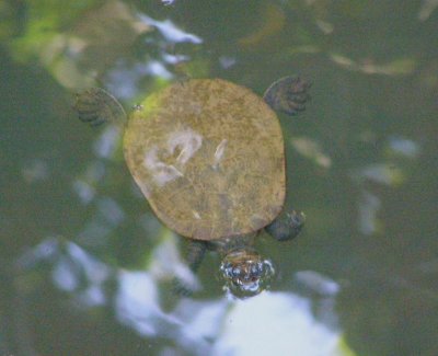 Yellow-faced Turtle