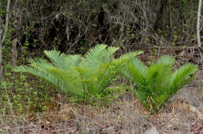 Cycad, an ancient plant