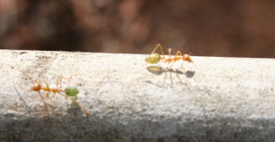 Red-backed Ants