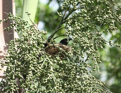 Australian Koel on nest