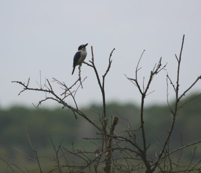 Forest Kingfisher