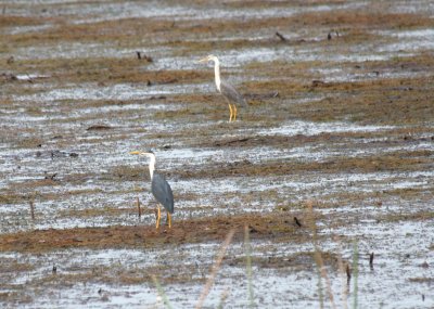 Pied Herons